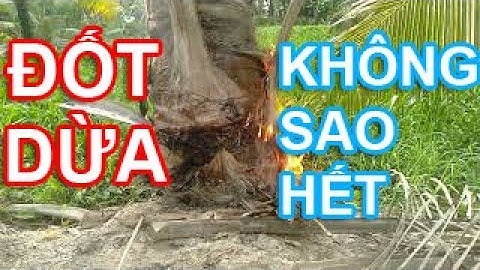 Hướng dẫn cách đốt thân dừa, rửa dừa hiệu quả bất ngờ không phải ai cũng biết