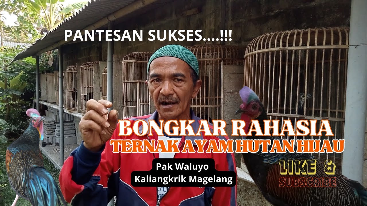 PANTESAN SUKSES BEGINI CARA PAK WALUYO BETERNAK AYAM HUTAN HIJAU!!!