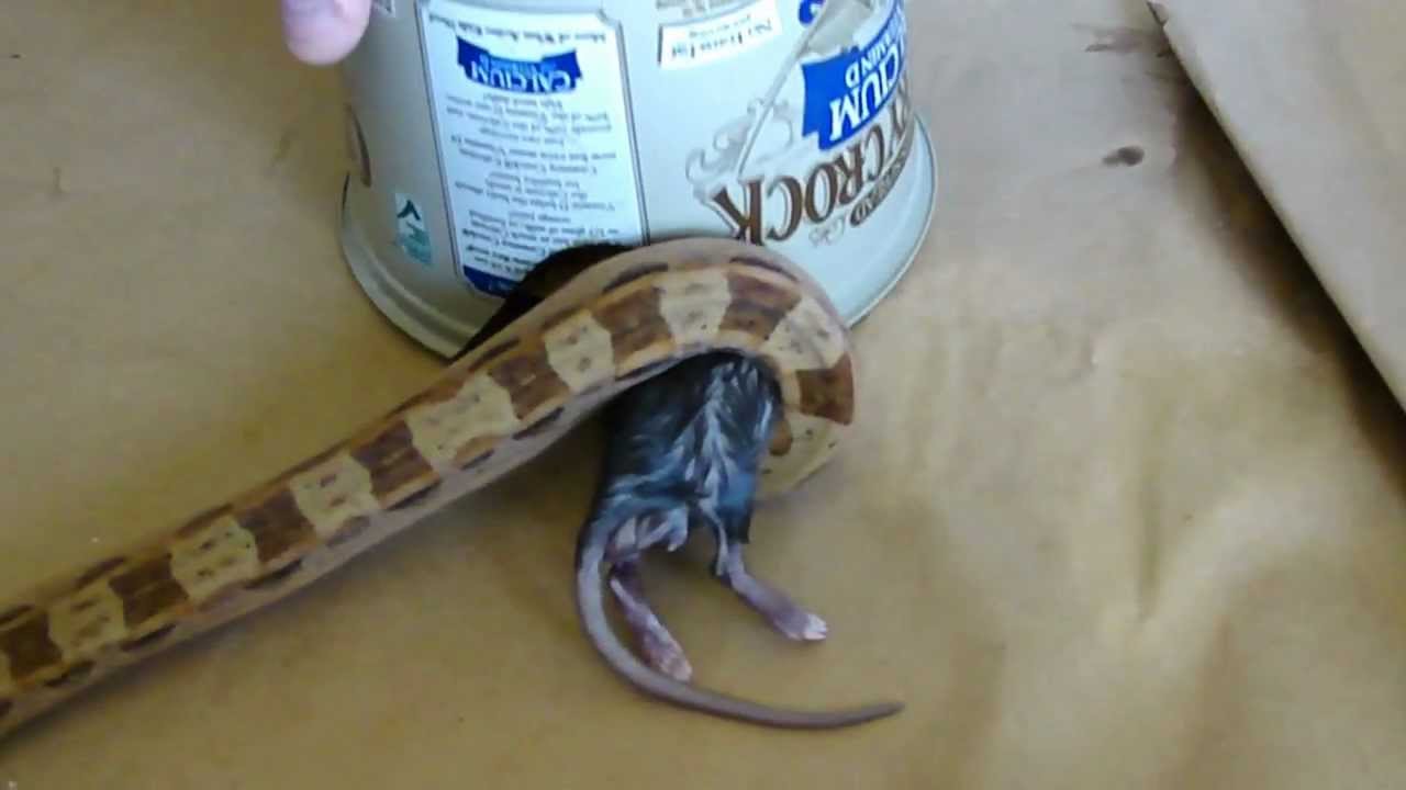 reticulated pythons for sale uk 2011 Male Hypo Motley Het Sharp Eating Frozen Thawed Rat