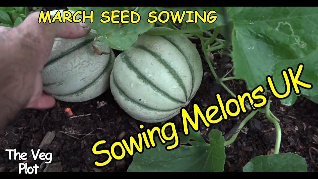 Sowing melon seeds UK 2024 YouTube