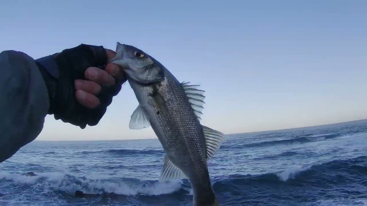 Pesca spinning, lubinas, picadas y perdemos señuelos al primer lance. Bass fishing!