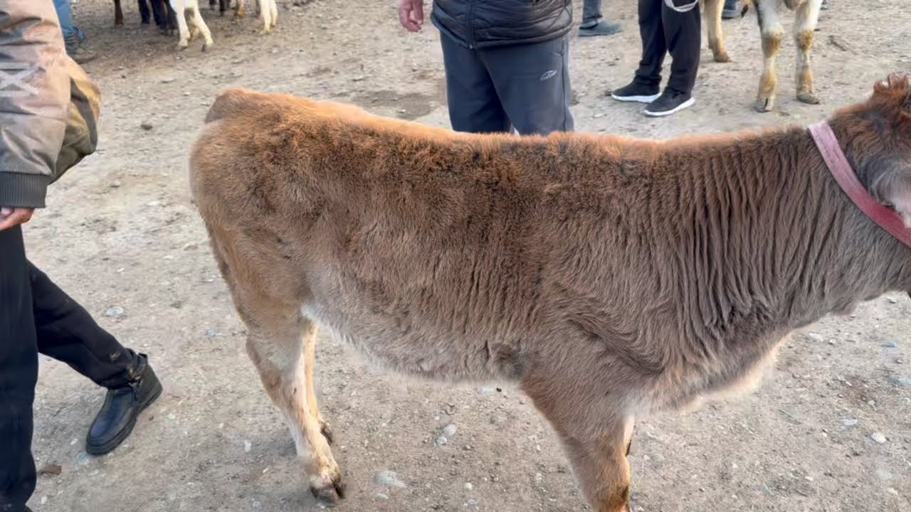 QO‘QON CHORVA BOZORI.2 QISM.25.02.2026 YIL.