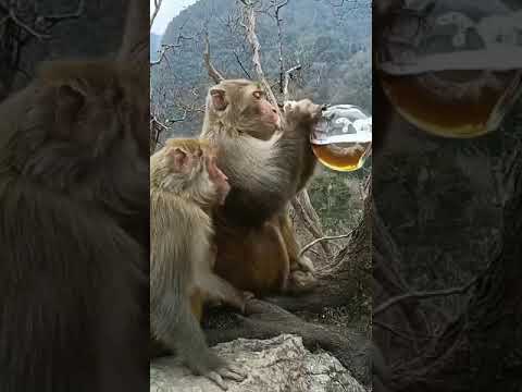 #içki içen maymun