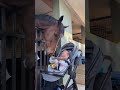 How adorable! Zaaki & little Amelia are best friends! 🥰 🎥 via Annabel Neasham #cute #lovethehorse