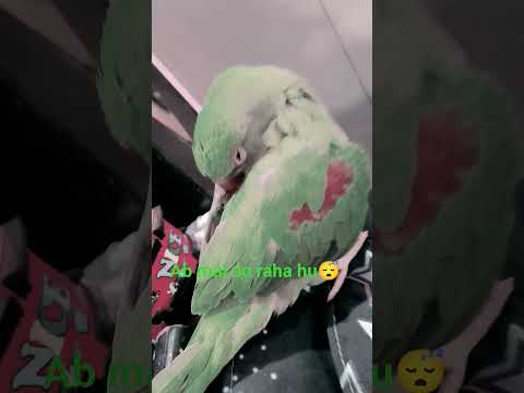 ab mai so raha hu 😴 #trending #parrot #talkingparot #birds