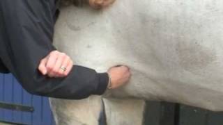 Taking Your Horse's Heart Rate | HorseandRider UK