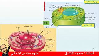 مقارنة الخلية النباتية والخلية الحيوانية صف سادس