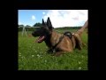 Malinois 7 mois mordant face