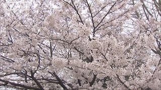 福岡でソメイヨシノ満開　この後も続々“春の便り”(16/03/30)
