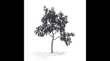 Birch Tree 3d model No 1 Wire
