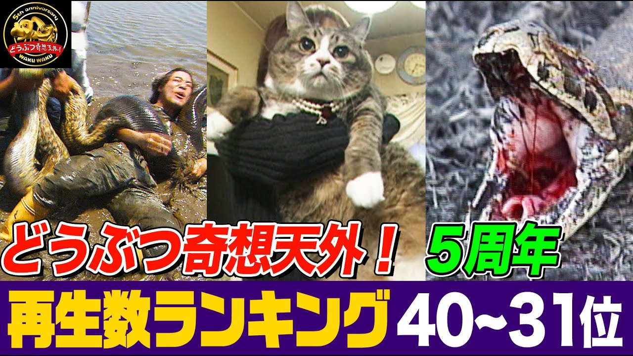 【総再生数3億回超】伝説の巨大ネコ・アナコンダ・斬られても再⽣する怪奇生物！「どうぶつ奇想天外」５周年記念・再生回数ランキング40位～31位まとめ【どうぶつ奇想天外／WAKUWAKU】