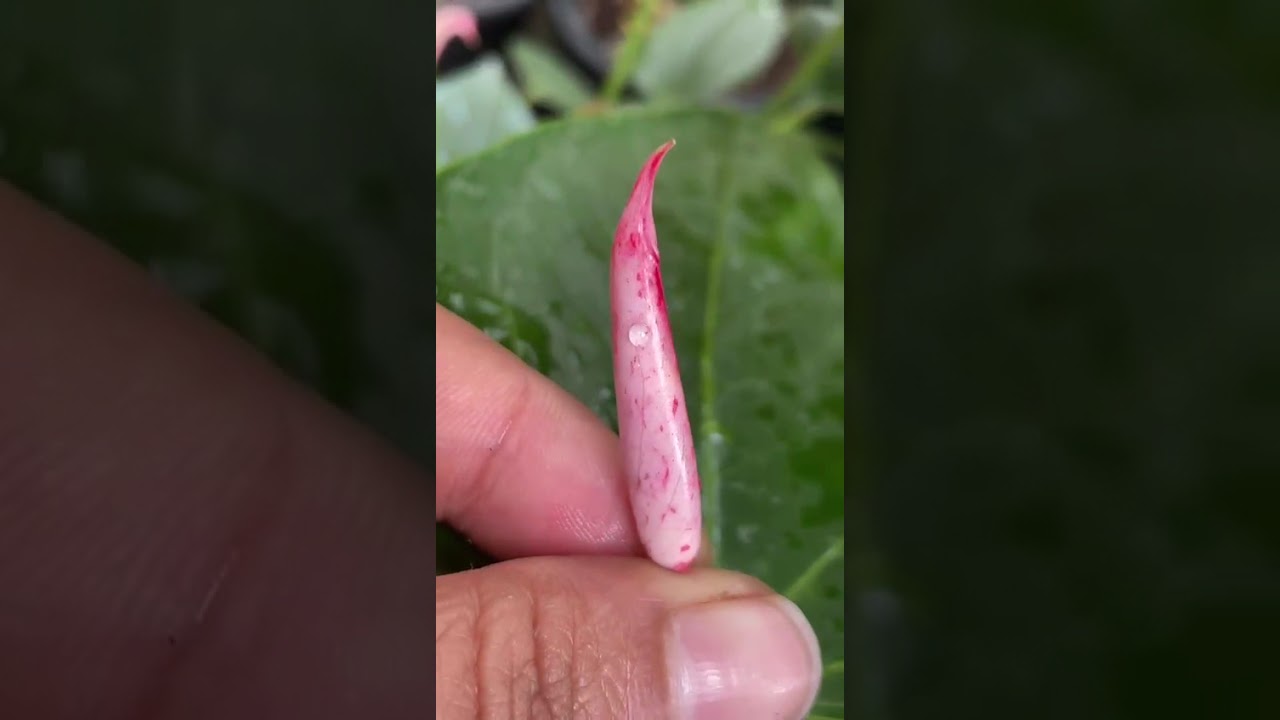 අඩු මිලට ෆ්ලෑශ් ටිකක්#anthuriymwagawasinhala#fypviral#plants#anthurium 0765647812