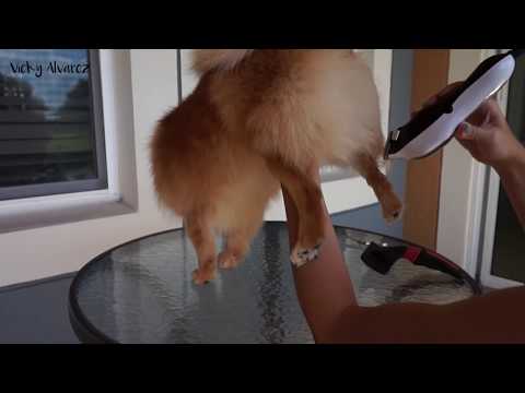 Video: Aseo Del Perro Chihuahua