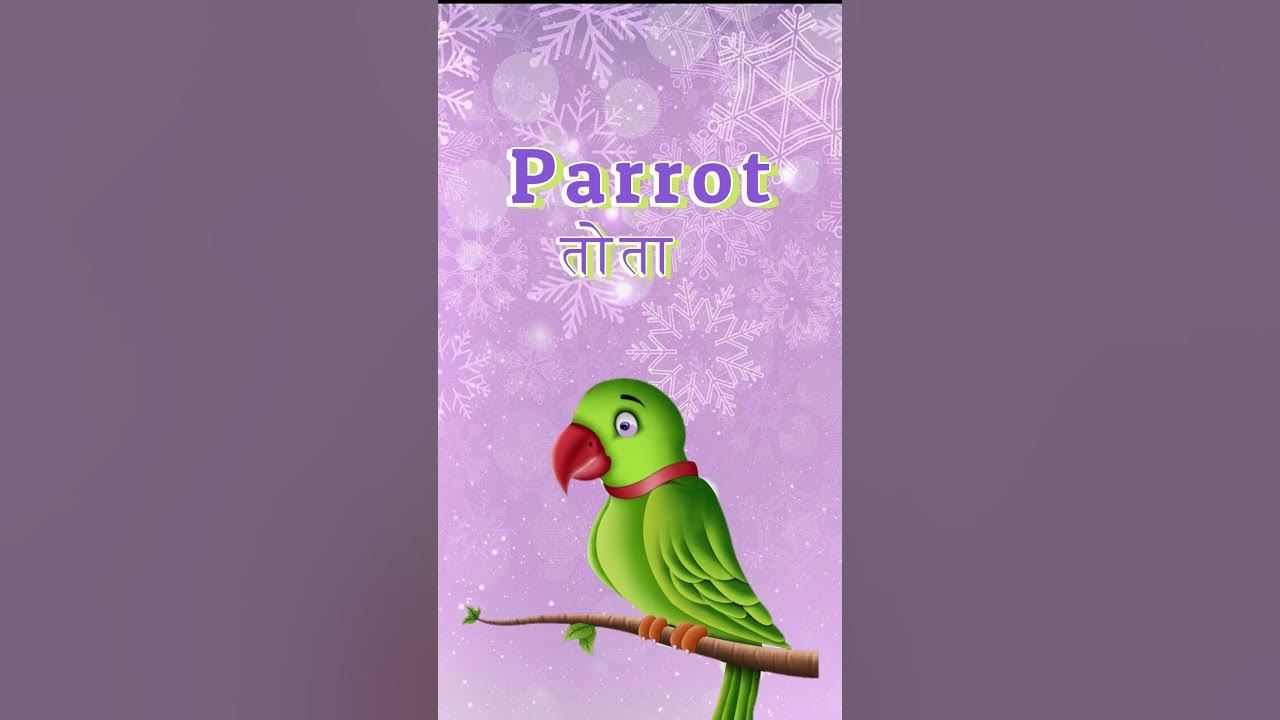 birds-name-birds-name-in-english-birds-video-youtube