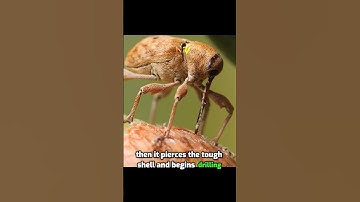 Meet the acorn weevil nature