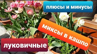 Посадка луковичных в кашпо/ Плюсы и минусы/Миксы луковичных в кашпо