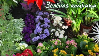 картинка: Обзор редких растений, которые меня удивили.