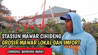 STASIUN MAWAR | Grosir Mawar Murah Di Bandung. Puluhan Jenis Mawar Lokal Dan Import Ada Di Sini
