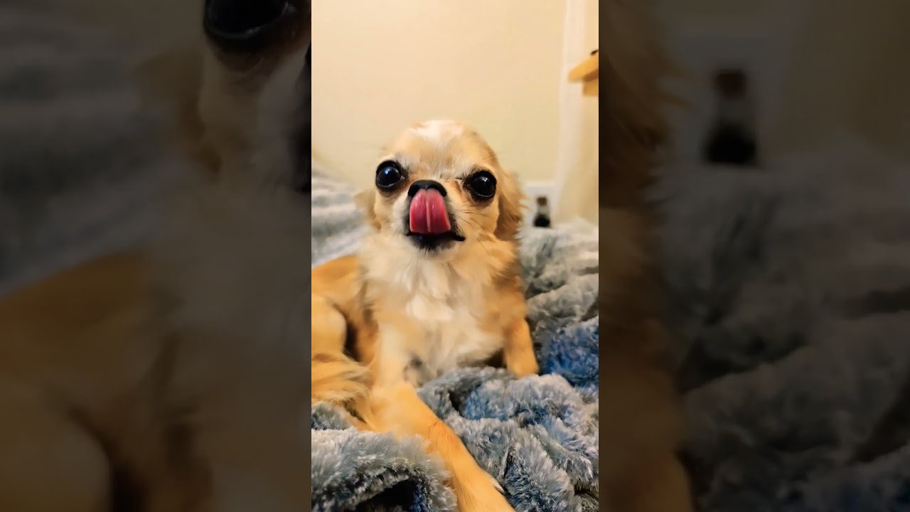 Lucy Chihuahua is a delight! 
