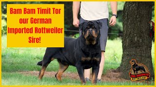 Bam Bam Timit Tor our German Imported Rottweiler Sire! Built Big and Beautiful Mahogany Tan Points!