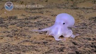 Possible new octopus species discovered