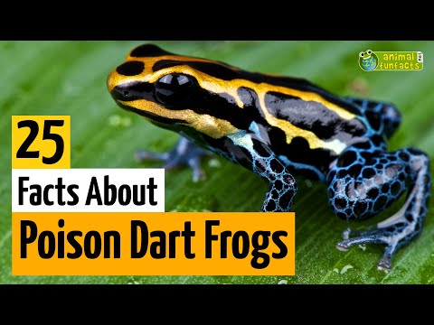 25 Facts About Poison Dart Frogs 🐸 - Learn All About Poison Frogs - Animals for Kids - Educational