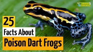 25 Facts About Poison Dart Frogs 🐸 - Learn All About Poison Frogs - Animals for Kids - Educational
