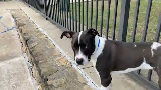 Meet Suzuki Vip A Terrier American Staffordshire Currently Available For Adoption 9152022 955