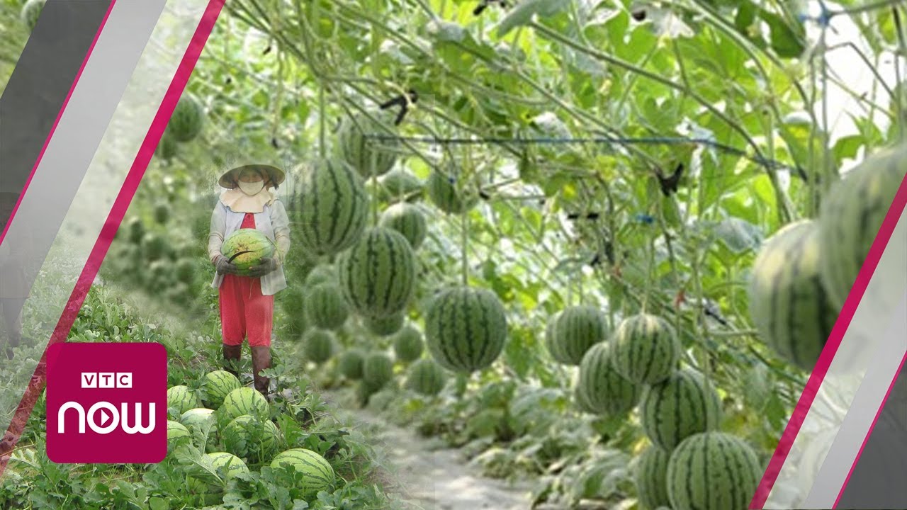 Chuyên canh trồng dưa hấu cải thiện kinh tế gia đình  Báo Đồng Khởi Online
