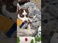 I won’t bite you😂 #husky #puppy #shorts