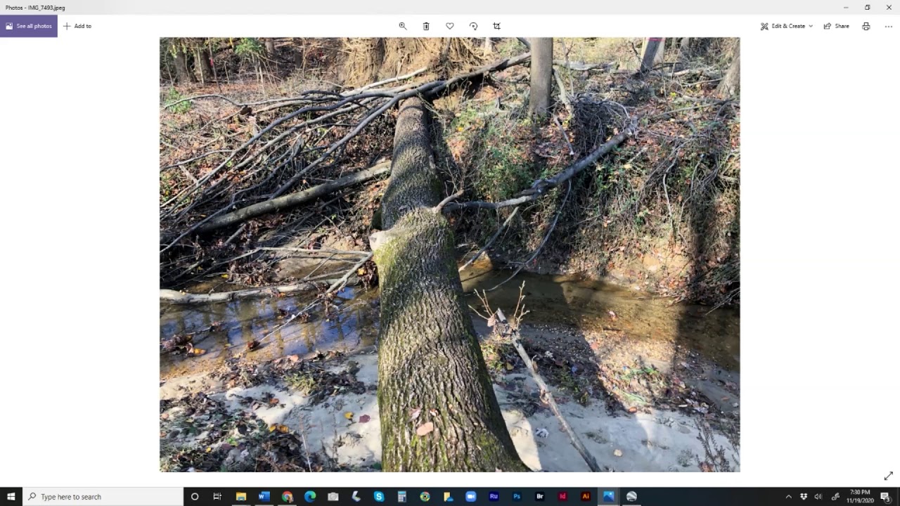 Reimagine Runnemede Trail Restoration Planning