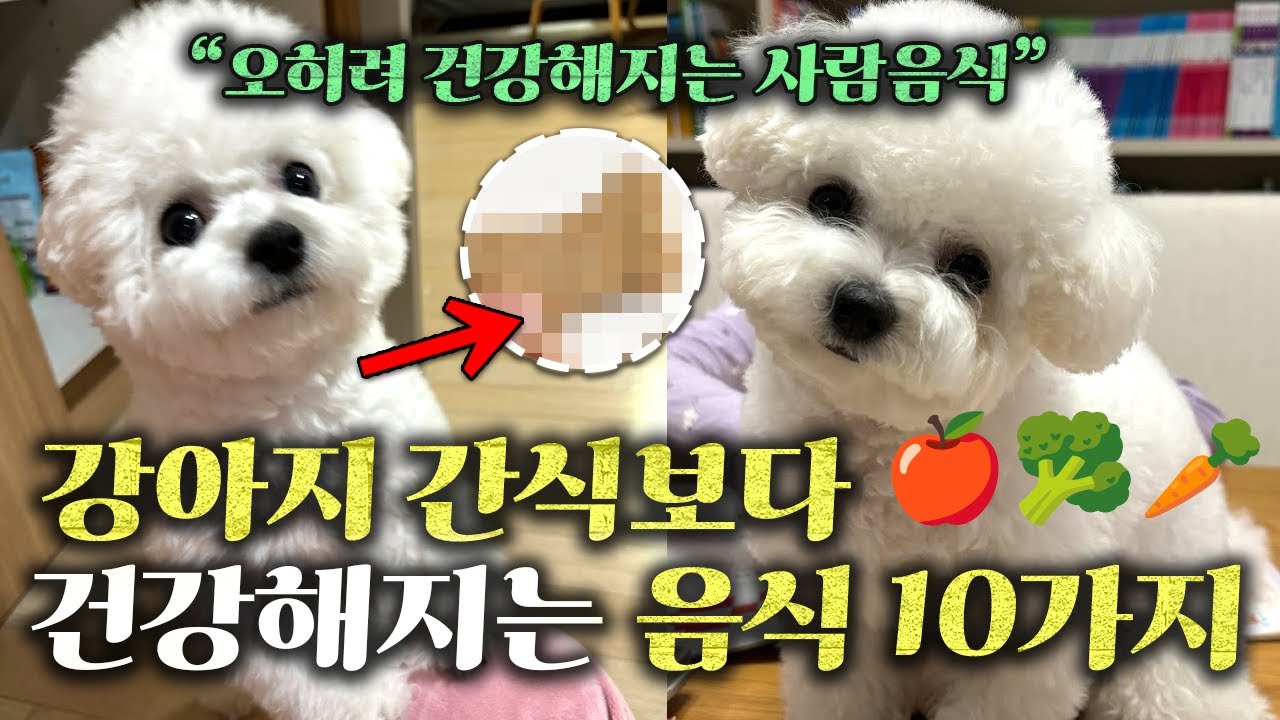 강아지 간식보다 좋다! 우리집 강아지랑 같이 건강해지는 사람음식 10가지