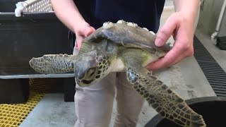 More than 400 sea turtles ‘stunned’ by temperature drop