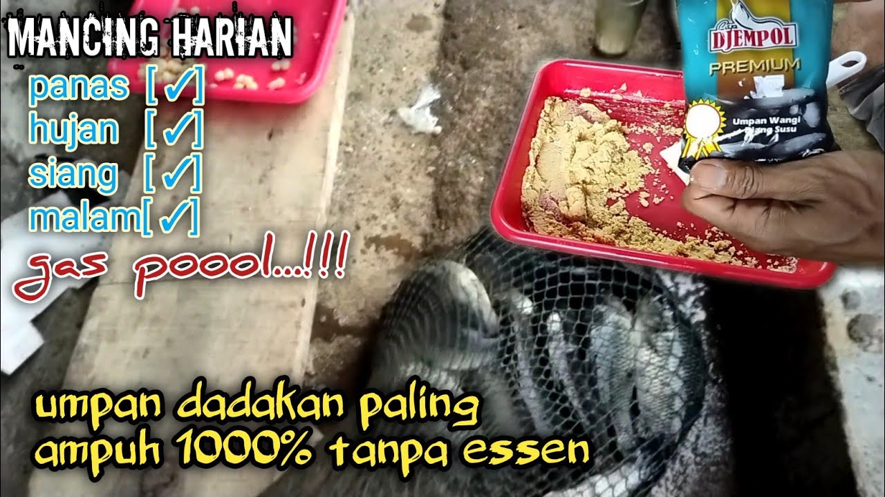 RACIKAN UMPAN IKAN MAS DADAKAN TANPA ESSEN PALING AMPUH