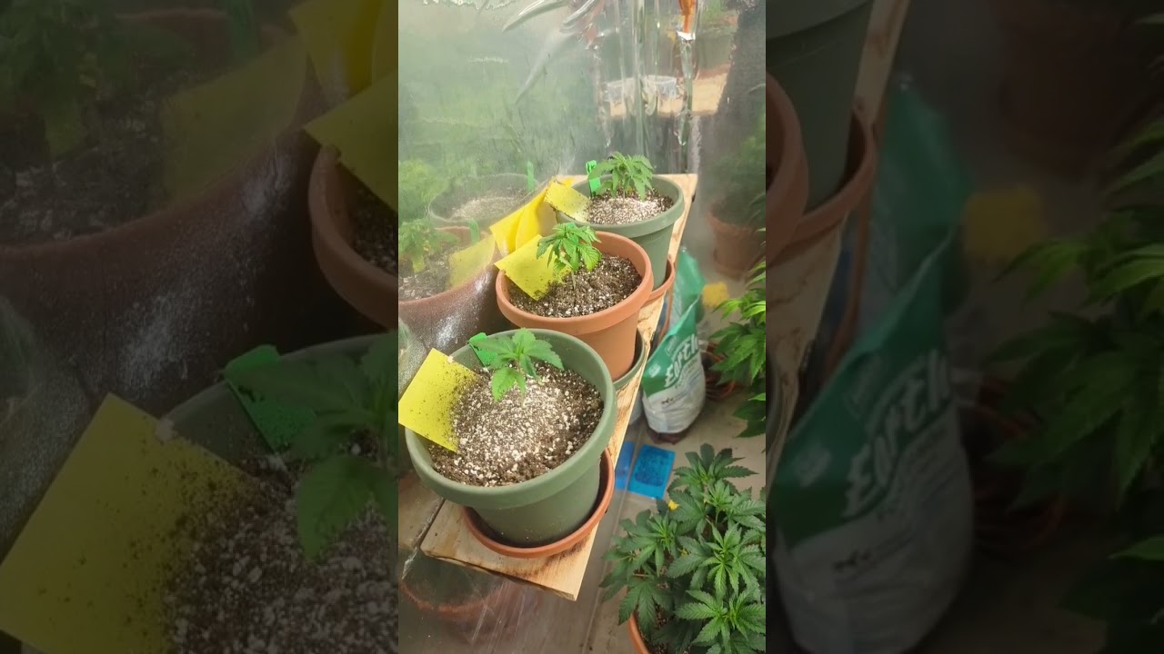 beautiful garden update indoor grow G13 & Cinderella 99 in flower now!+ ayahuasca purple Haze L8 veg