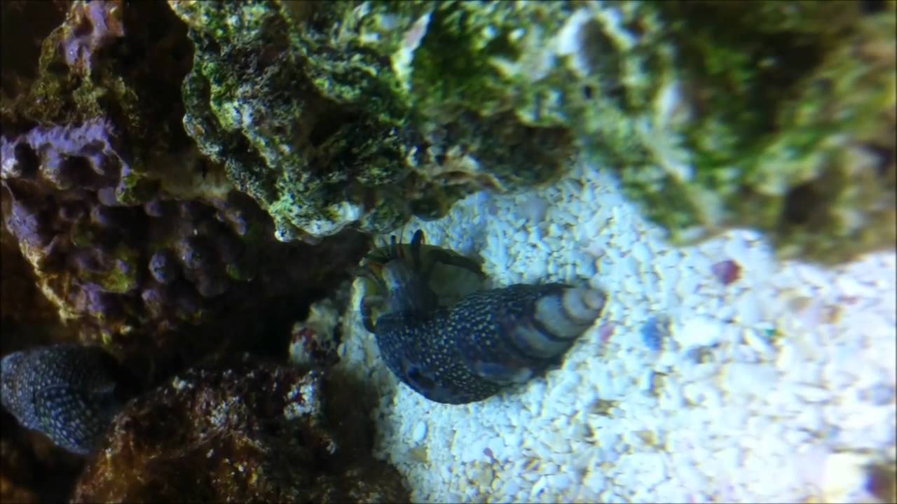 Hermit crab changing shells in a reef tank - YouTube