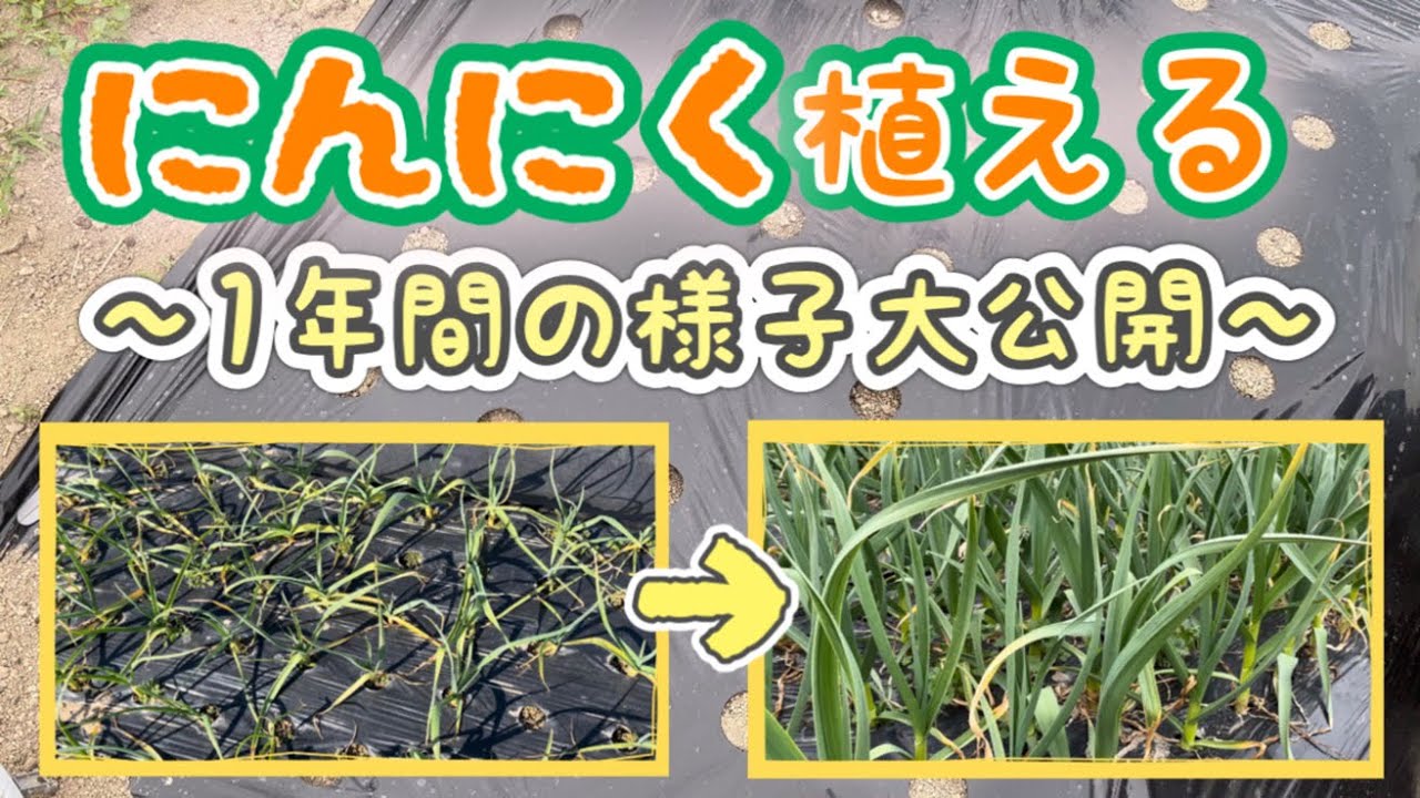 ニンニクの植え方:設備と技術 庭園