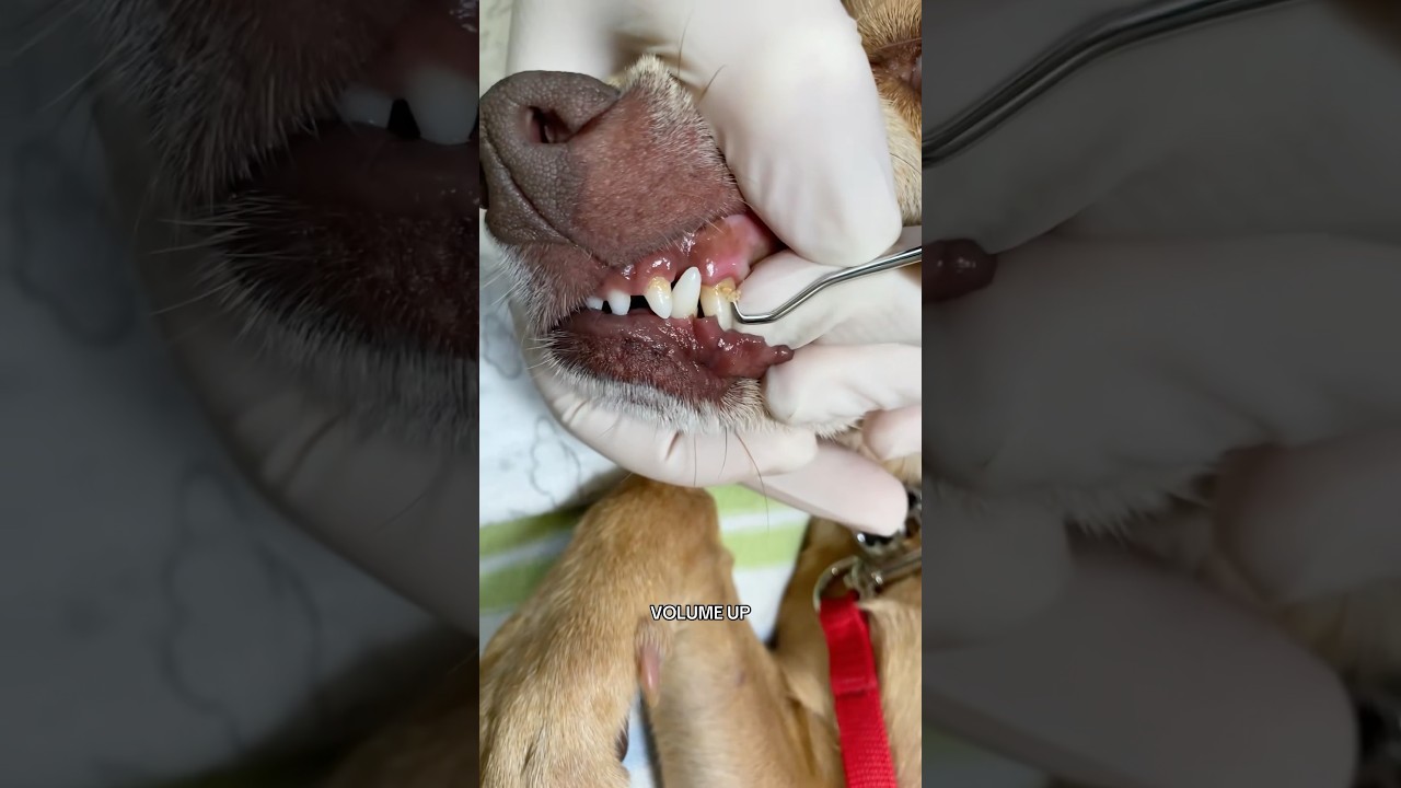 How Cleaning Your Dog's Teeth Could SAVE Its LIFE! 🐶🦷