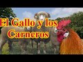 El Gallo y los Carneros/Cuento con moraleja