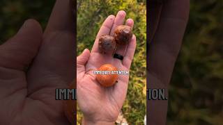 Why winter tree ID matters