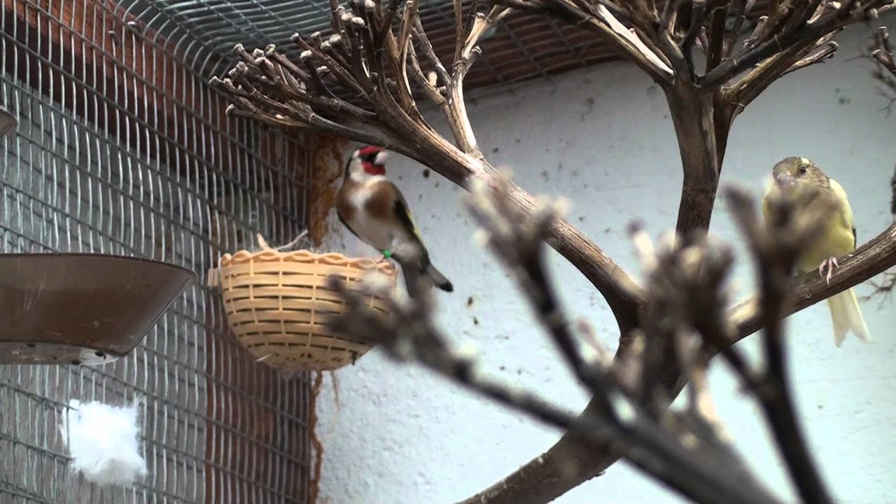 Φλώρος με 2 Κανάρες - Φωλιά μέσα στην ζαρντινιέρα !!