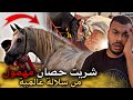 شـريت حـصـان عربي أصـيـل من سلالة عالمية مـهـمول مسكين صدمني من بعد الإعتناء 