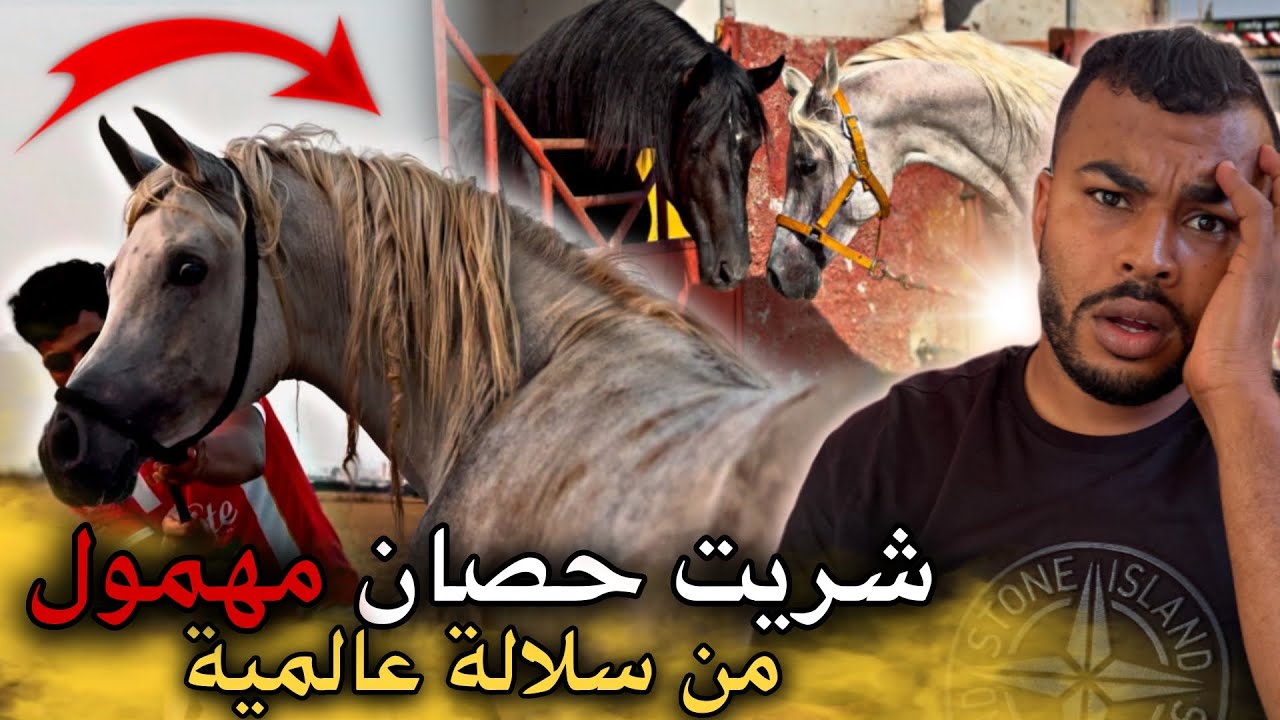 شـريت حـصـان عربي أصـيـل من سلالة عالمية 🥇مـهـمول مسكين 😢 صدمني من بعد الإعتناء😱…