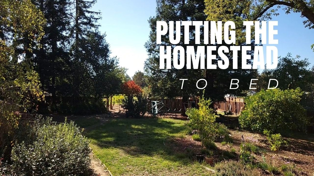 Simple Winter Prep: Avocado Protection & Grassfed Freezer Beef Restock! 