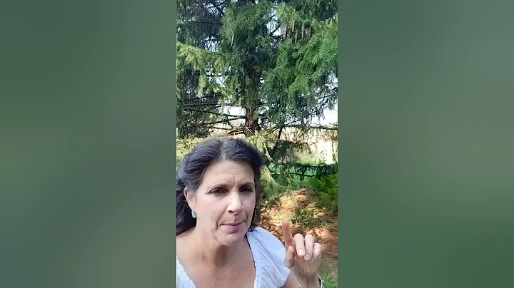 Jennifer eck evergreen tree song