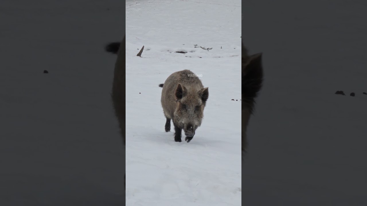 Slovakia Winter Habitat Snow 