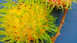 #Rambutan #shorts #youtubeshorts