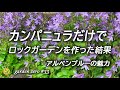 カンパニュラ・アルペンブルーの育て方【ロックガーデンも】