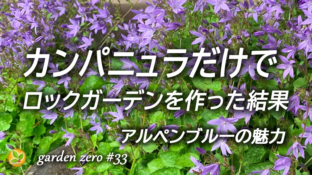 How to grow Campanula Alpine Blue (also for rock gardens) - YouTube