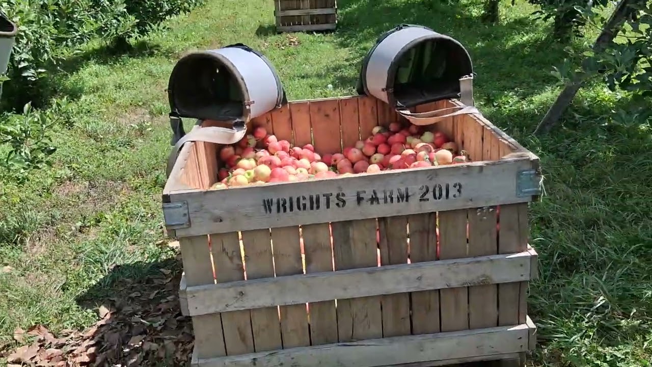 Miren Estamos cortando manzana Miren 😋 🍎